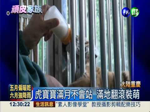 虎寶寶滿月! 翻滾喝奶新"萌"主