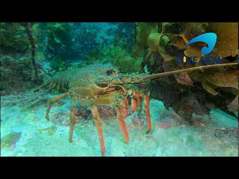 Diving in New Zealand at the Poor Knights   The Amazing colours and animals underwater world.