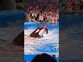 Jessica Radcliffe Orca Attack Jessica Dolphin Trainer Dolphin Attack Jessica In Hindi Orca Attack