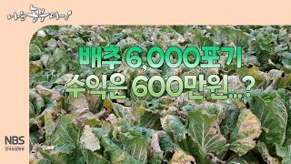 [나는농부다 281회] 배추 6,000포기 수익은 600만원...?