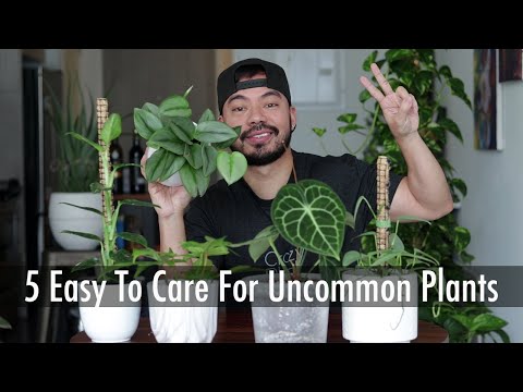 Easy Uncommon Houseplants for Beginners | Care Tips for Indoor Plants