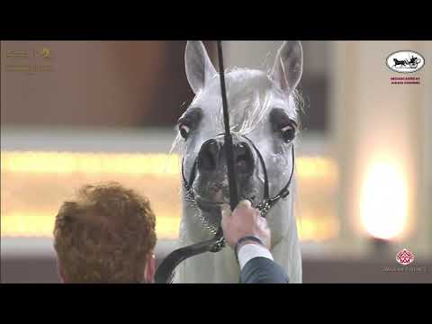 N 175 SULTAN AL RAYYAN   Katara International Arabian Horse Festival   Stallions 4 6 Years Old Class
