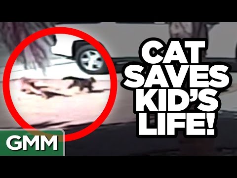 Amazing Pets Who Saved Their Owners' Lives Video