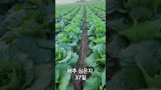 배추 심은지 37일 #shorts