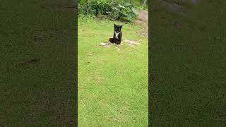 Download lagu The black one is already waiting to come along mp3 Download lagu The black one is already waiting to come along mp3