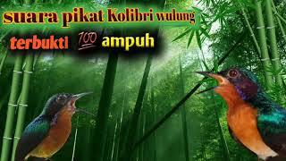 Download lagu suara pikat Kolibri Wulung Muncang sangat uh dan t... mp3
