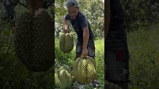 Download lagu harvesting durian montong fruit in the garden #durianmontong #durianfarmers #shortvideo mp3
