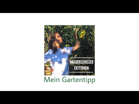 Wasserschosser nachhaltig entfernen | berlingartentipp