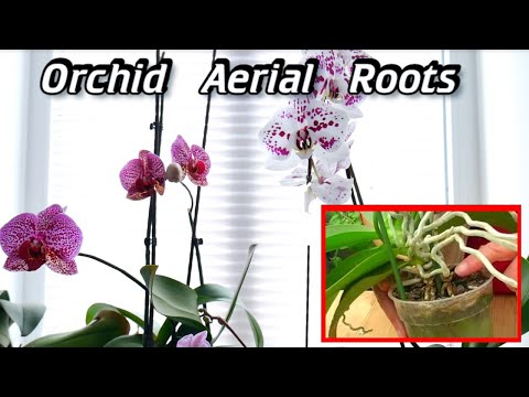 Can You Cut Off Orchid Air Roots? - Orchid Roots Sticking Out Of The Pot - Orchid Aerial Roots