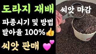 도라지 재배???? 파종시기 및 방법???? 발아율 100% 이렇게(?)???? 일반 도라지 씨앗 판매(슈퍼…