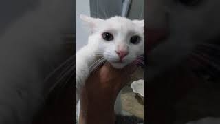 Turkish Angora Cats Videos