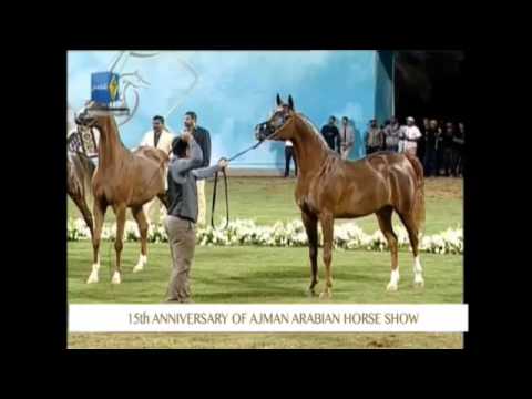Ajman 2017 - Fillies Ch