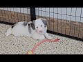 Mini Sheepadoodle dogs for sale: Kringle - Video 1