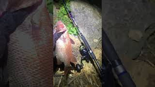 Download lagu Info hasil malam ini bolo #remix #fishing #mancing #djremix #fish mp3 Download lagu Info hasil malam ini bolo #remix #fishing #mancing #djremix #fish mp3