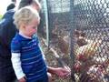 Abigail Eating With The Chickens