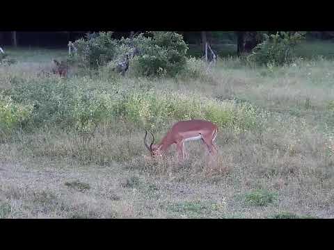 Djuma: Impala ram - 17:34 - 04/08/21