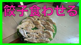 メキシコで、メキシコ人に餃子を食わせる！