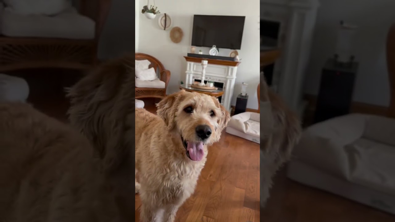 Enlarge MAX-NEBRASKA, an adopted Labradoodle in FREMONT, NE video 6/6