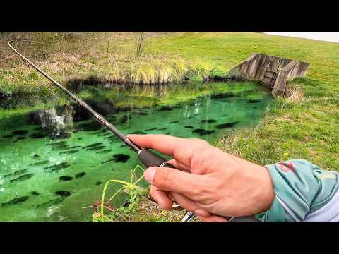 What lives in a private stream that hasn't been fished for 30 years?!!!