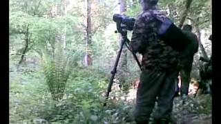 preview picture of video 'Woodpecker watch in Bialowieska Forest'