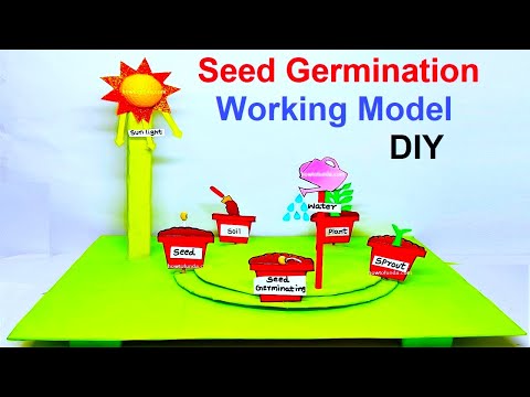 stomata model stomatal opening and closing science project howtofunda diy