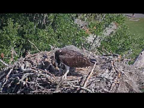 Noisy Fish Delivery and Feeding At Savannah Osprey Nest – May 8, 2019