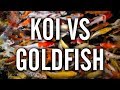 Koi Vs Goldfish Which To Choose For Your Pond
