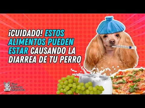 ALIMENTOS QUE LE PROVOCAN DIARREA A TU PERRO