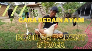 Download lagu CARA MEMBEDAKAN AYAM BROILER PARENT STOCK... mp3
