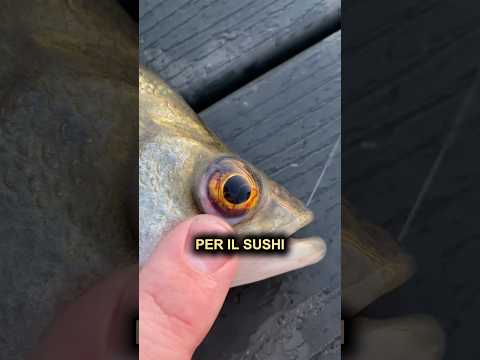 Ripulire il pesce? 🍣