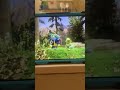 Sesame 101 Sing Along Earth Songs