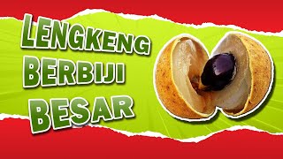 Download lagu 5 penyebab lengkeng berbiji besar, cara paling mudah mengatasi buah lengkeng berbiji besar mp3 Download lagu 5 penyebab lengkeng berbiji besar, cara paling mudah mengatasi buah lengkeng berbiji besar mp3