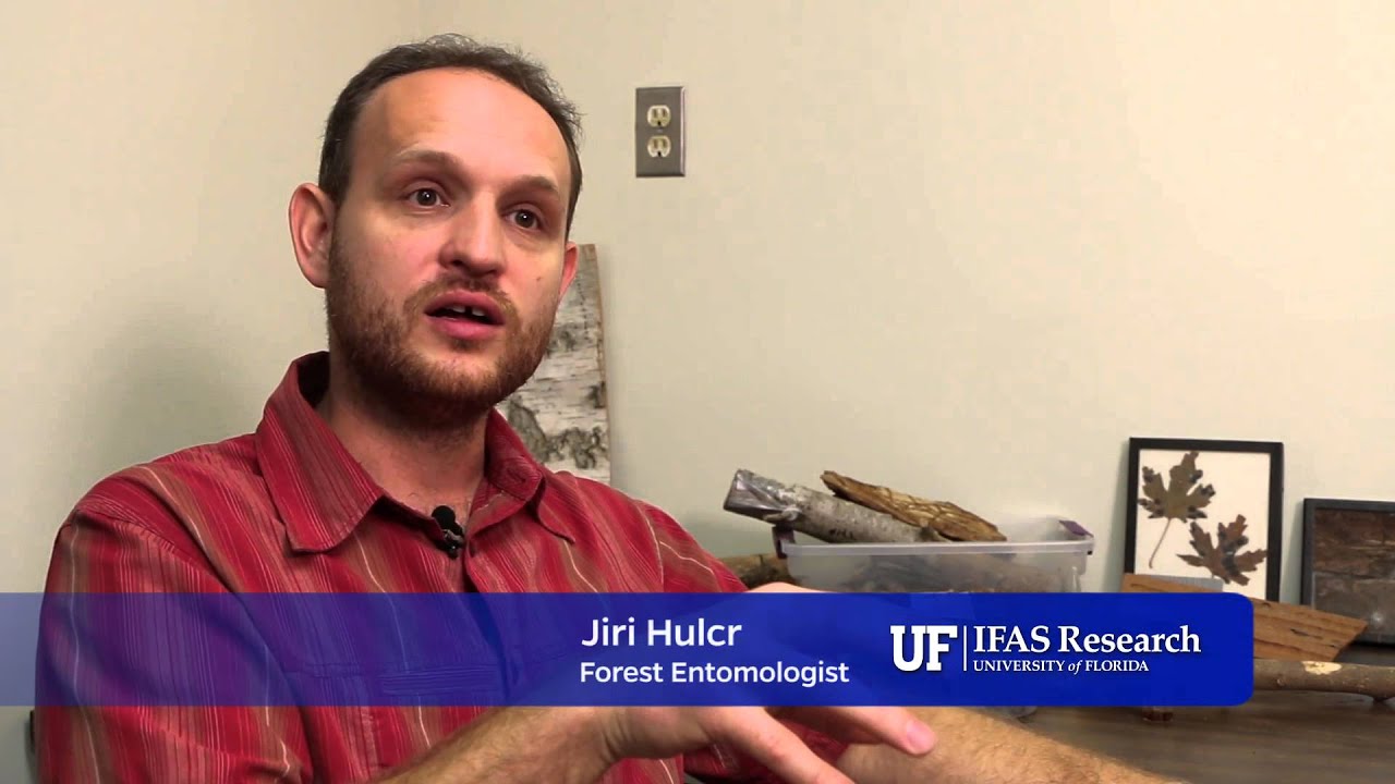 Combatting Laurel Wilt- Multidisciplinary IFAS Research Project