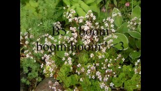B5 - boom boom boom [HQsong]