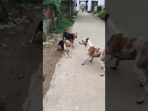 How Street Dogs Communicate Over Territory | Natural Pack Behavior #shorts #dogterritory #dogpack