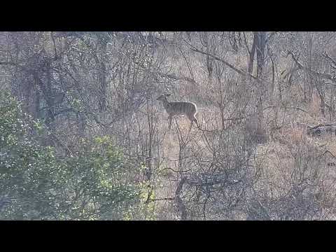 Djuma: Impala ram and then young Nyala on it's own - 07:47 - 09/19/21