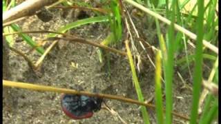 In A Sentimental Mood [Abdullah Ibrahim]