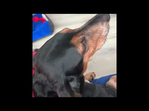 Spencer X The Kiffness X Opera Dog (Am I a Good Boi?)