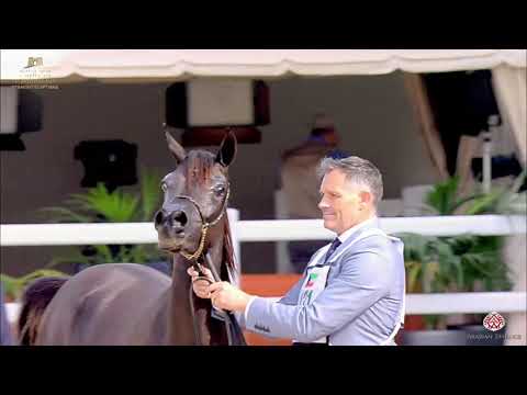 N 131 BASMAH AL GHANAYIM   The Breeders Cup   Kuwait 2020   Straight Egyptians   2 Years Old Fillies