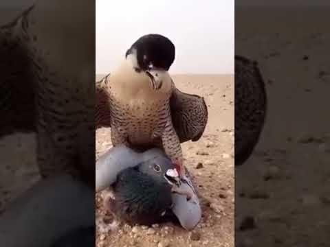 #adriaticolofttv#pigeonloft #falcon #kalapati #kawawa #goodvibes #pigeon #pigeonracing #trending