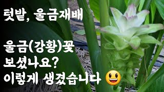 울금(강황)꽃 보셨나요? 이렇게 생겼습니다 