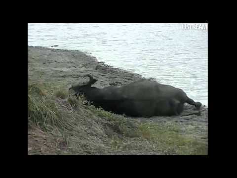 Dagga Boys at Djuma 12-11-11