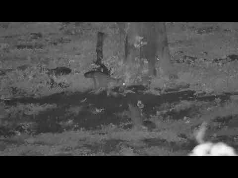 Djuma: Genet out looking for a meal - 21:25 - 11/05/20