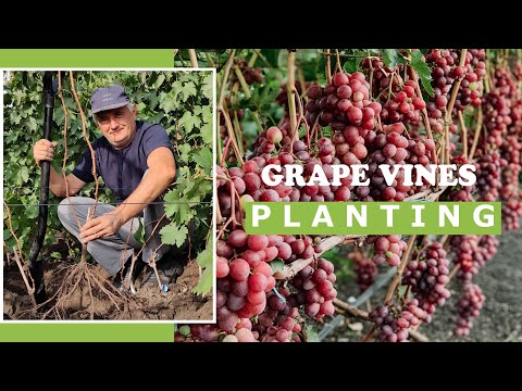 , title : 'Planting a Grape Vines  in Autumn'