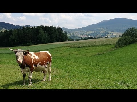Szczebel z Lubnia (uważajcie na krowy!) | Beskid Wyspowy