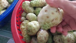 Nhàu giúp chồng khỏi mỡ máu