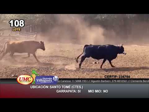 Lote 200 Vacas de invernar en Santo Tomé, Corrientes