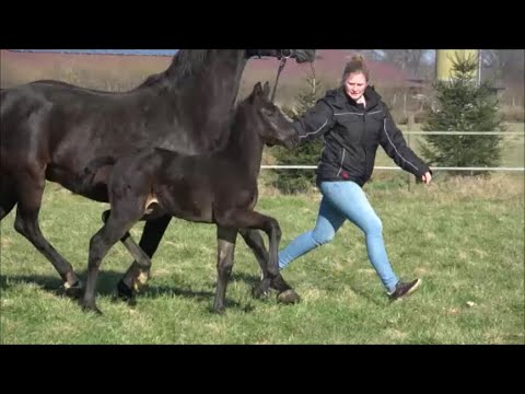 *2021 Hengst von Cornet de Semilly - Stakkato Gold SOLD!!!