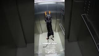 Download lagu Kelalaian yang Hampir Merenggut Nyawa Seekor Anjing mp3