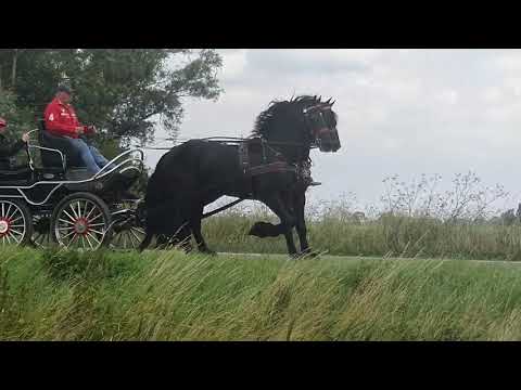 Stal Okkema's Hielke & Harry - pair of stallions - 2018 - 1.61m